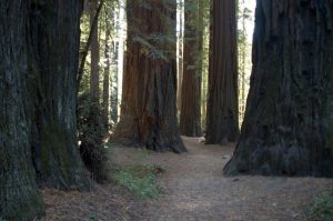 Redwoods Road Trip