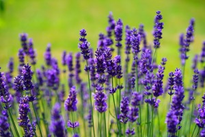 An Ode To Lavender