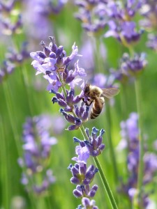 11 Awesome Uses for Lavender