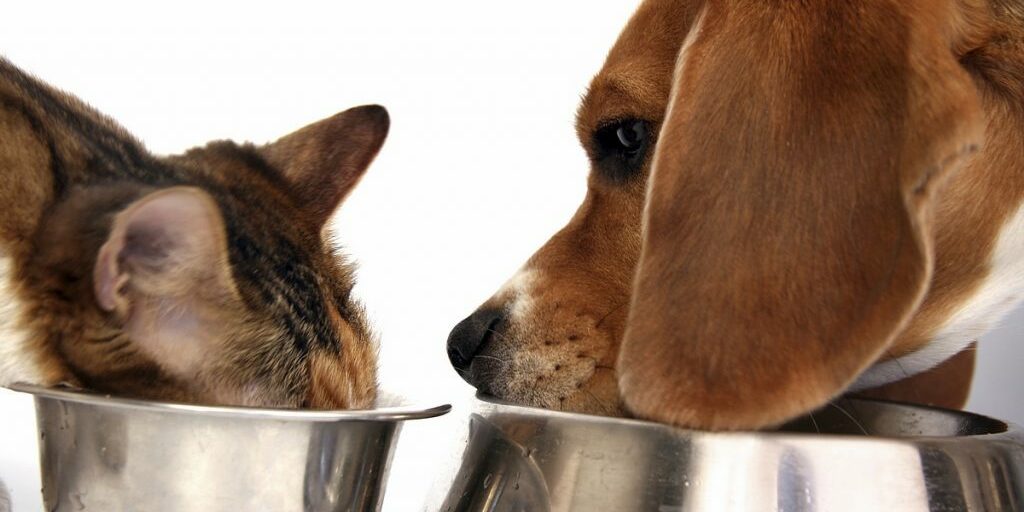 What's In Your Pet Food?